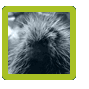 porcupine