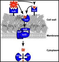 Staphylococcus aureus Isd system