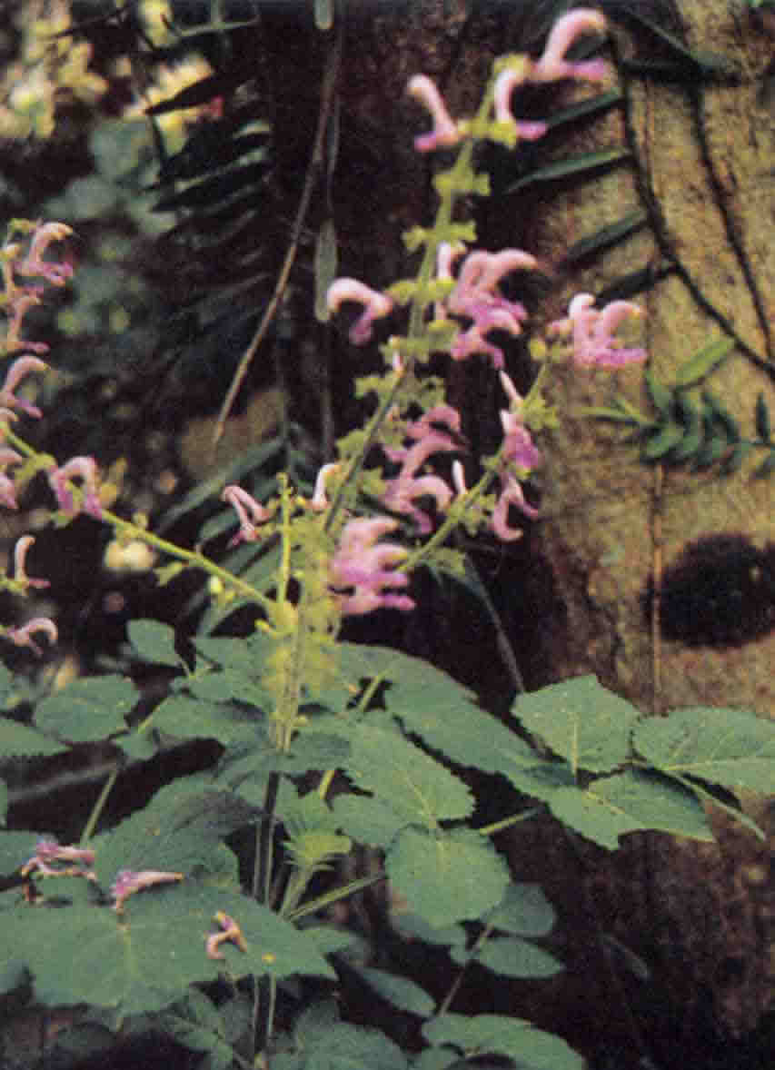 Salvia