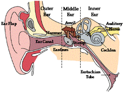 inner ear