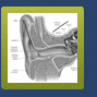 ear