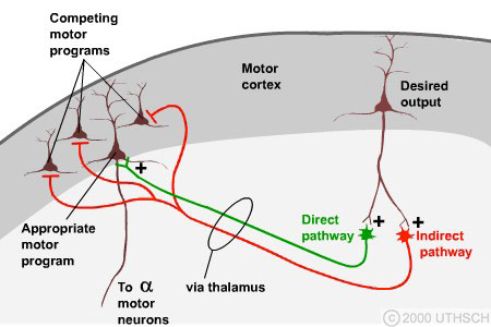 Image result for direct and indirect pathways basal ganglia