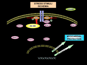 Stress Stimuli Diagram