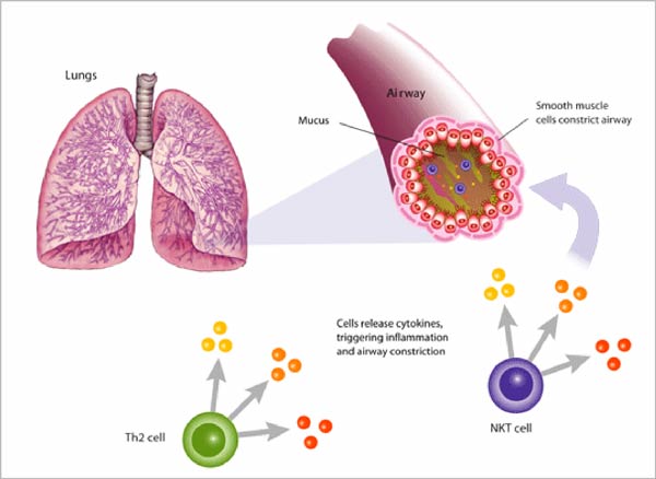 helper t cell. by T helper cells,