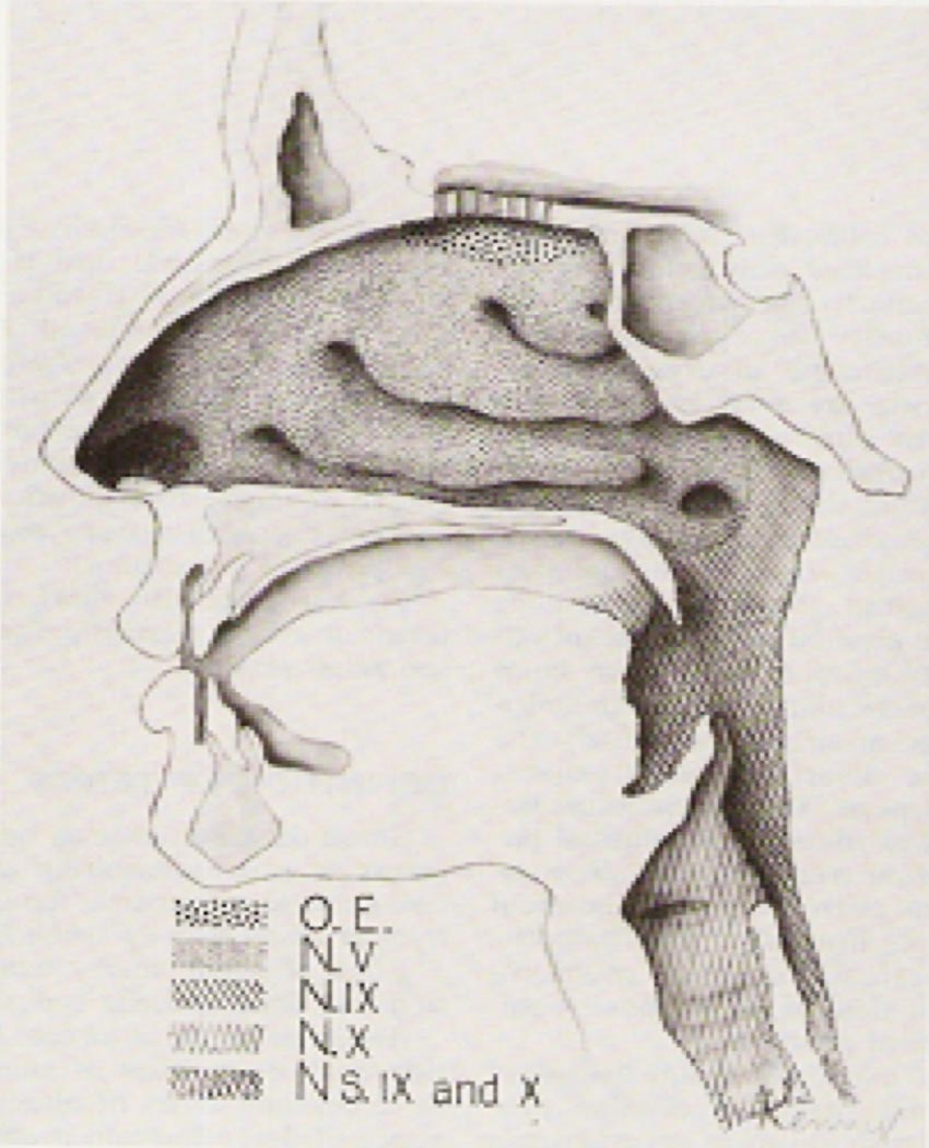 Gross anatomy of human olfactory system